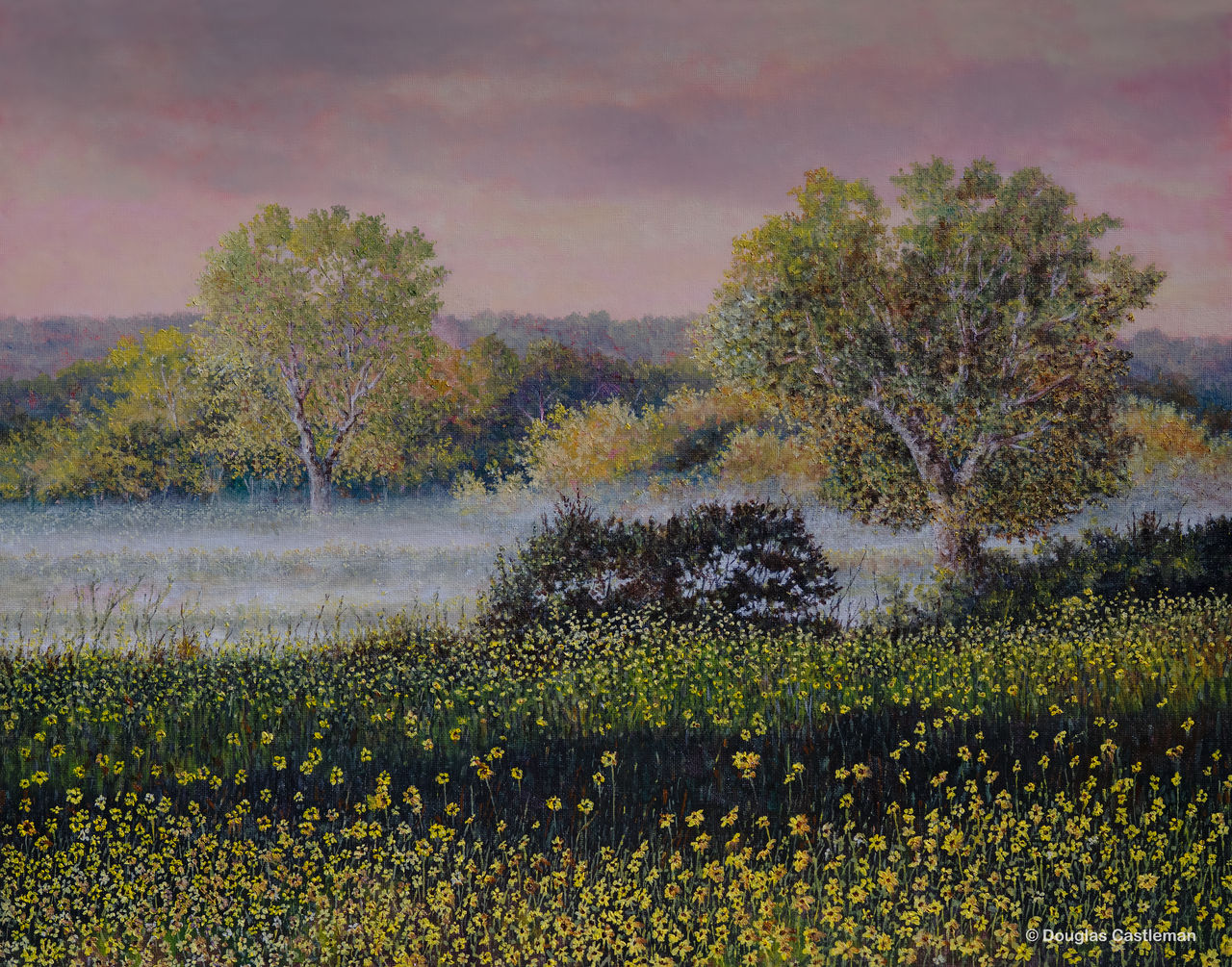 Morning Mist at Madrona Marsh