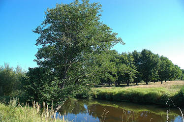 Tree at the river