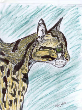 The Serval the queen of Wild cats