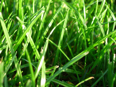 Grass