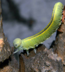 Green Caterpillar