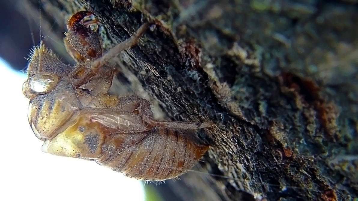 Cicata Shell Cicada Shell by spaceturtle on DeviantArt