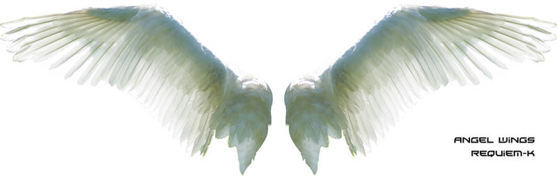 HQ Angel Wings Render