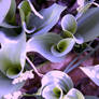 Hosta