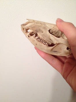 possum skull