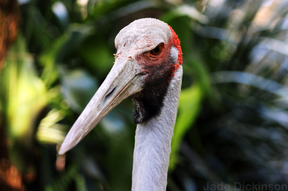 Brucey Brolga.