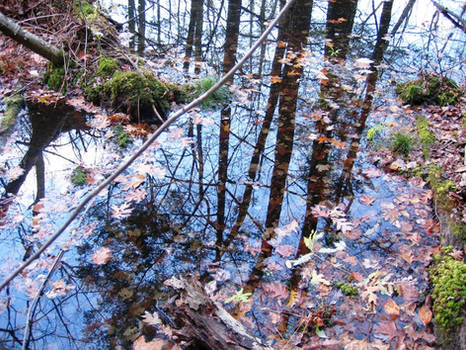 pool with leaves