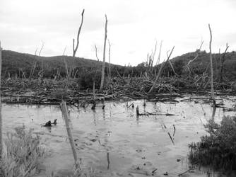 saltmarsh.2