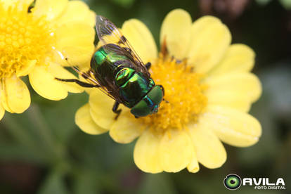 Green bottle fly