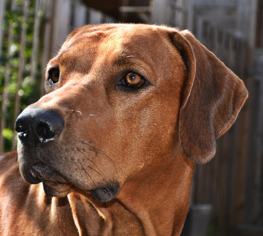 Rhodesian Proud by Tanja112405 on DeviantArt