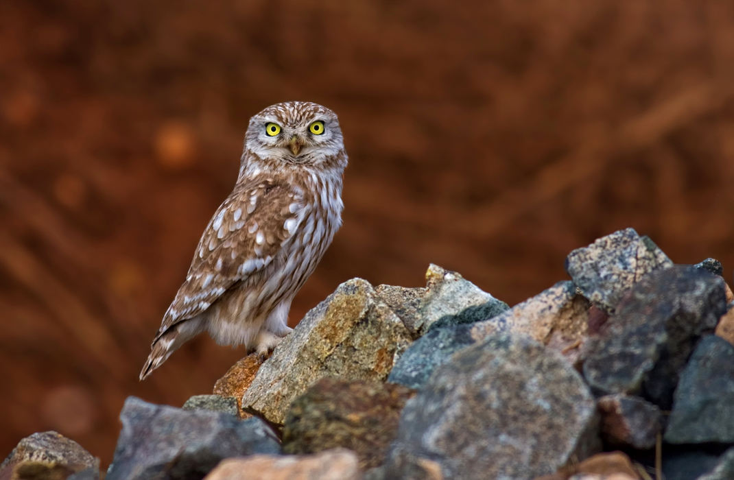 little owl