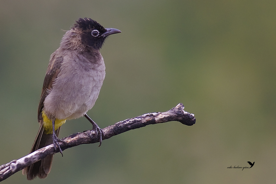 Yellow-vented bulbul