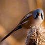 Bearded tit