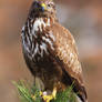 Common buzzard