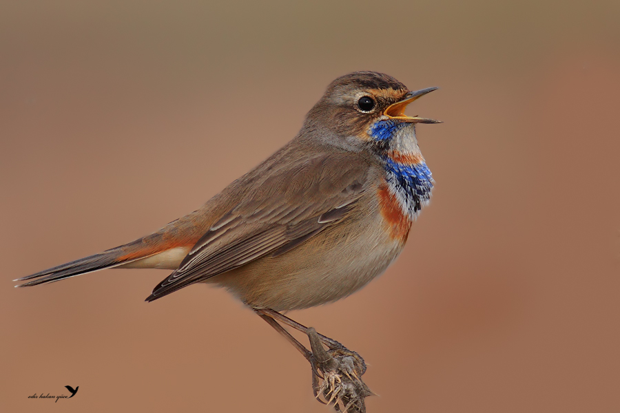 Bluethroat