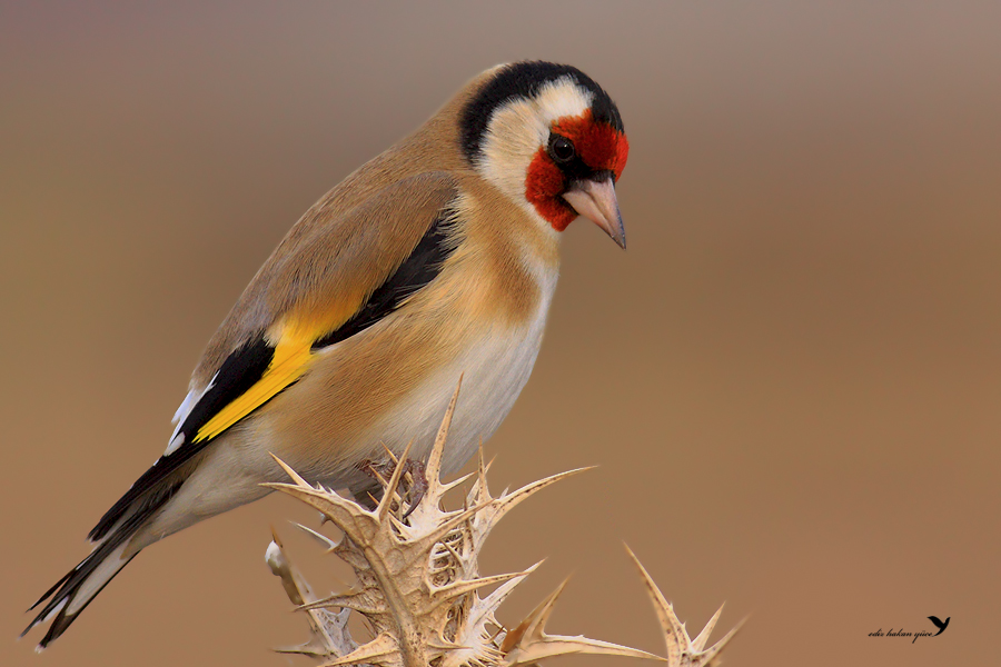 Goldfinch