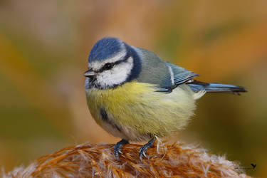 Blue tit