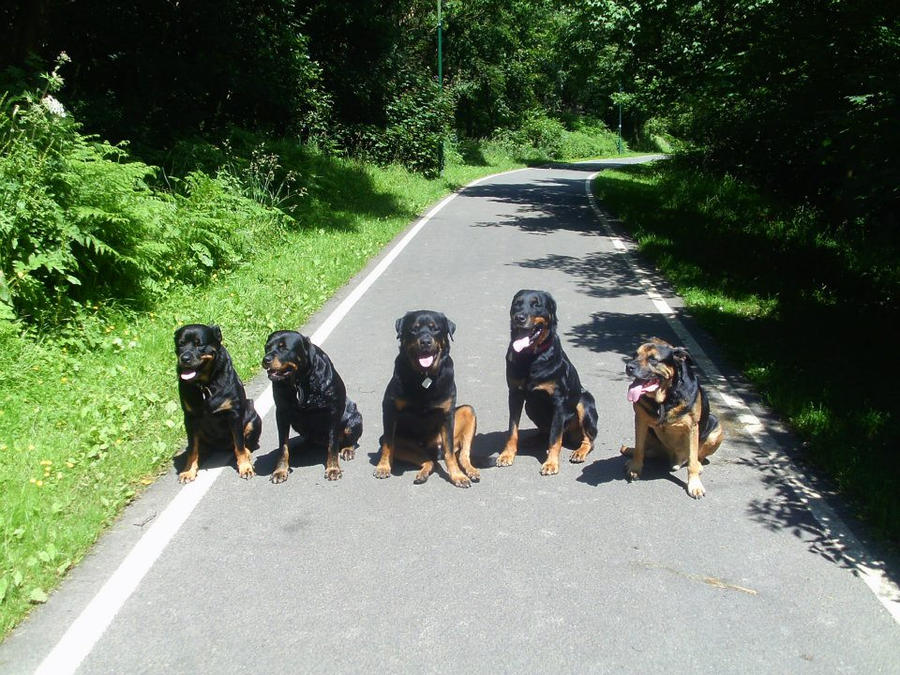 5 Rottweilers 5 Rottweilers by homerhamster on DeviantArt
