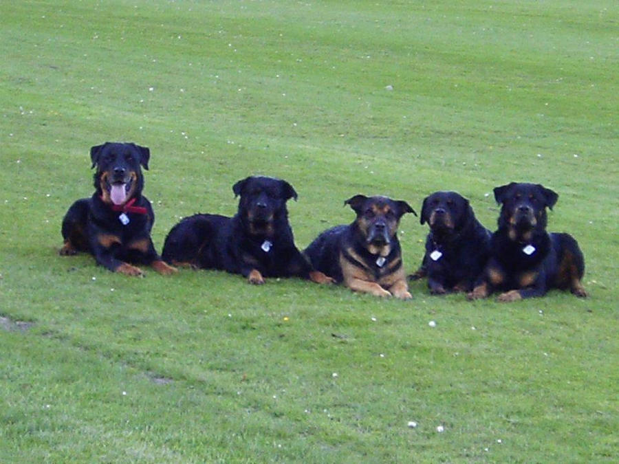 5 Rottweilers 5 Rottweilers by homerhamster on DeviantArt