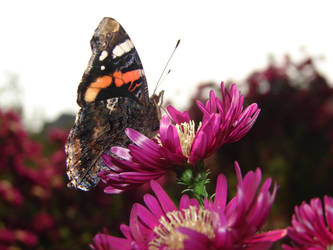 Motyle i pszczoy 2013-10-15 073