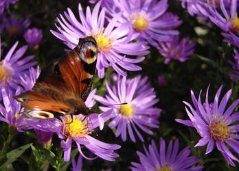 Motyle i pszczoy 2013-10-15 002