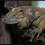 Rhinoceros Iguana