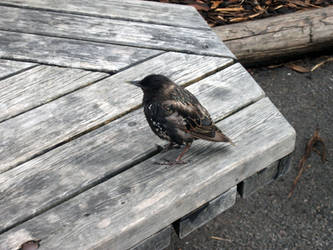 Curious Bird