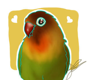 Lovebird