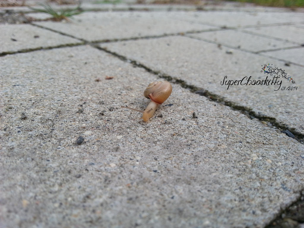 Little Snail