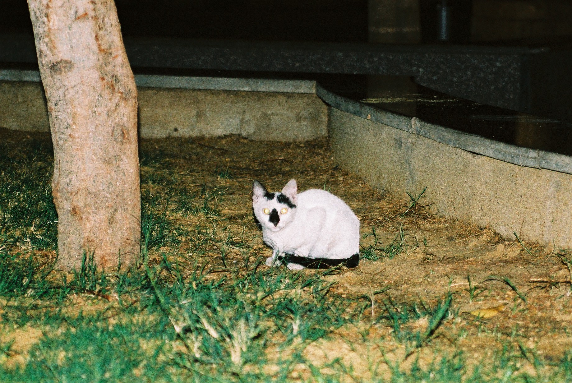 A cat of Egypt