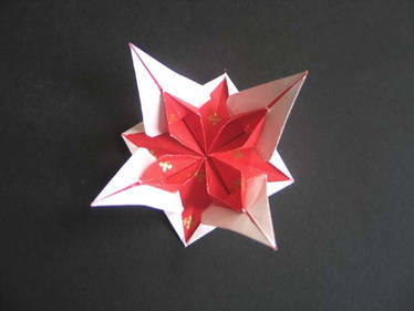 Star flower