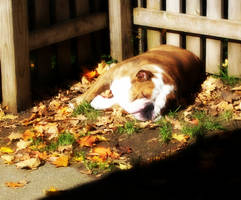 An Autumn Nap