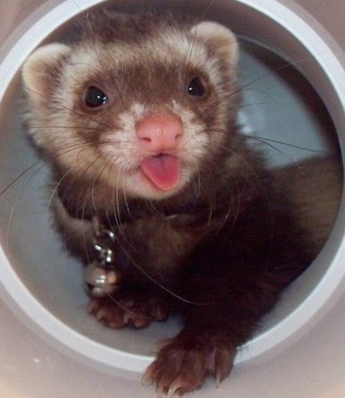 Happy Ferret