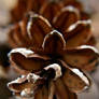 pine cone.