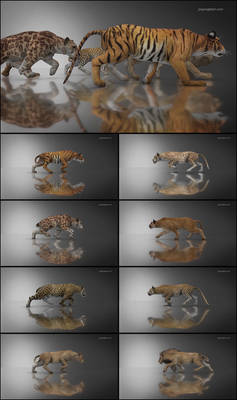 DAZ Big Cat 2 Walk Cycle Animation