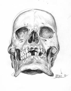 skull  sketch