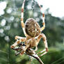 Araneus diadematus