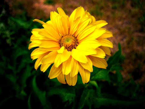 Gerber daisy