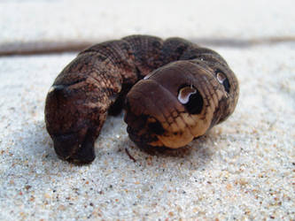 caterpillar on beach