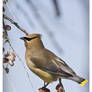 Cedar Waxwing