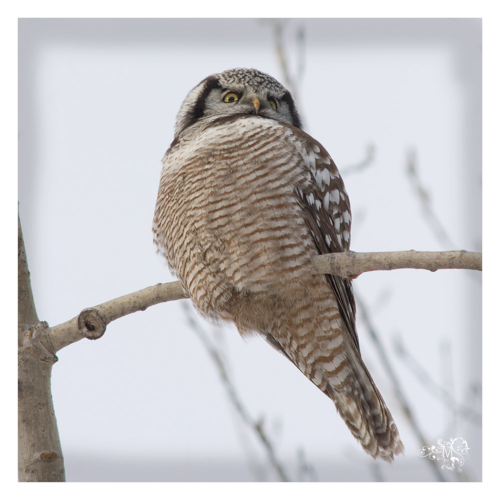 Northern Hawk Owl. Waiting