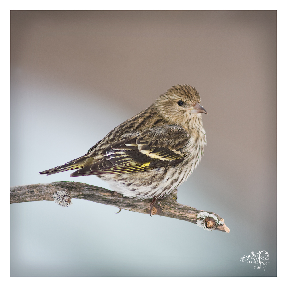 Pine Siskin. Alone