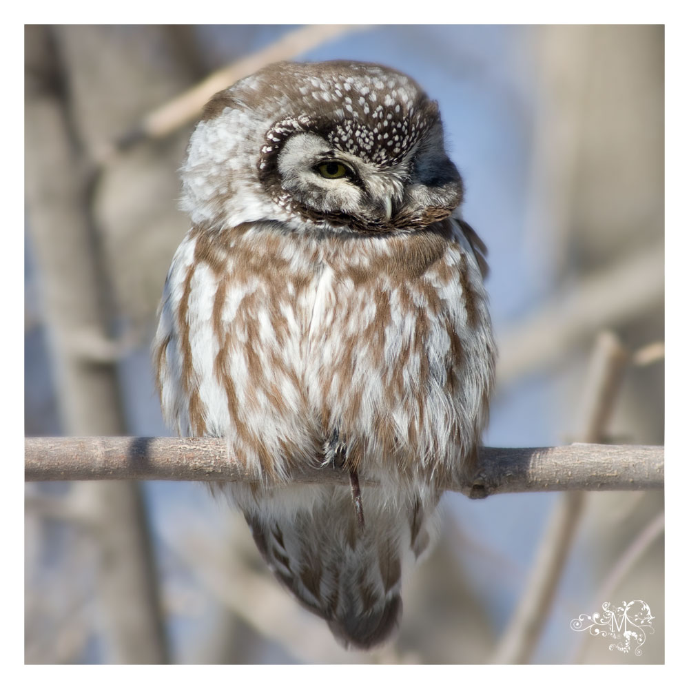 Boreal Owl