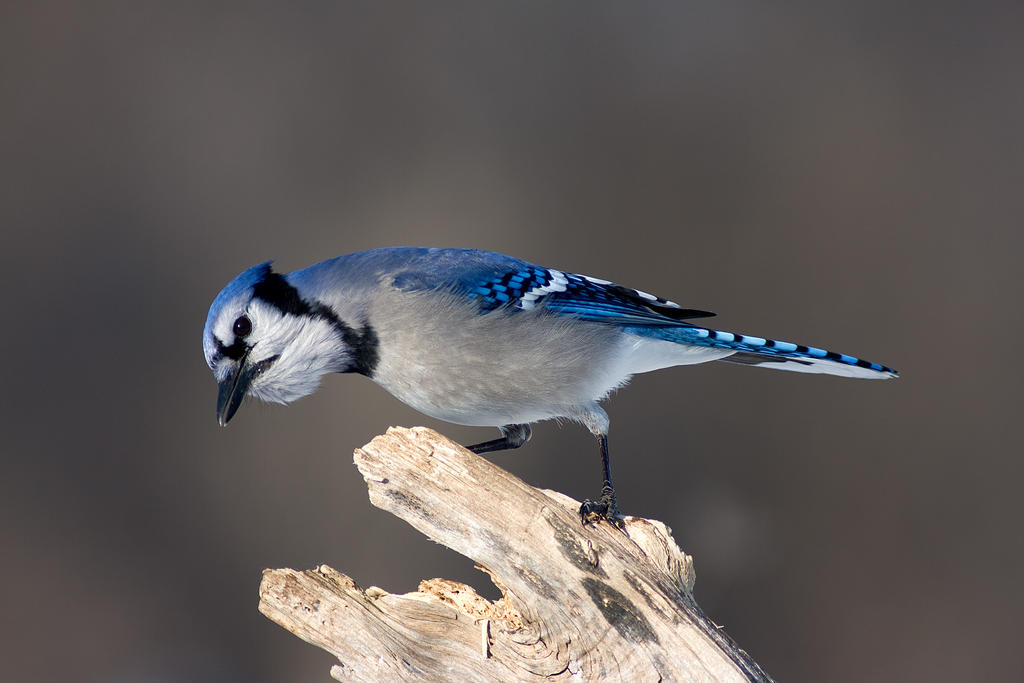 Hungry Blue Jay Perching