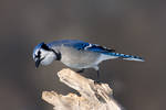 Hungry Blue Jay Perching by AmirNasher