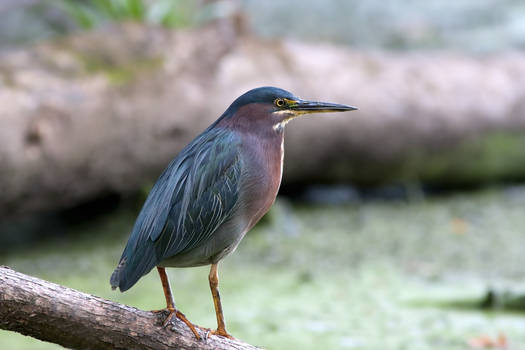 Green Heron