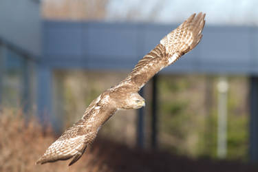 Red Tailed Hawk fly by