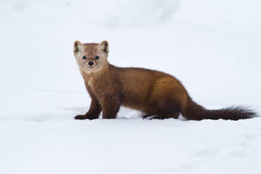 Pine Marten in Algonquin Provincial Park