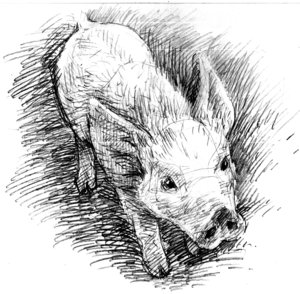 Pencil_pig_3 - by Anika-Gris