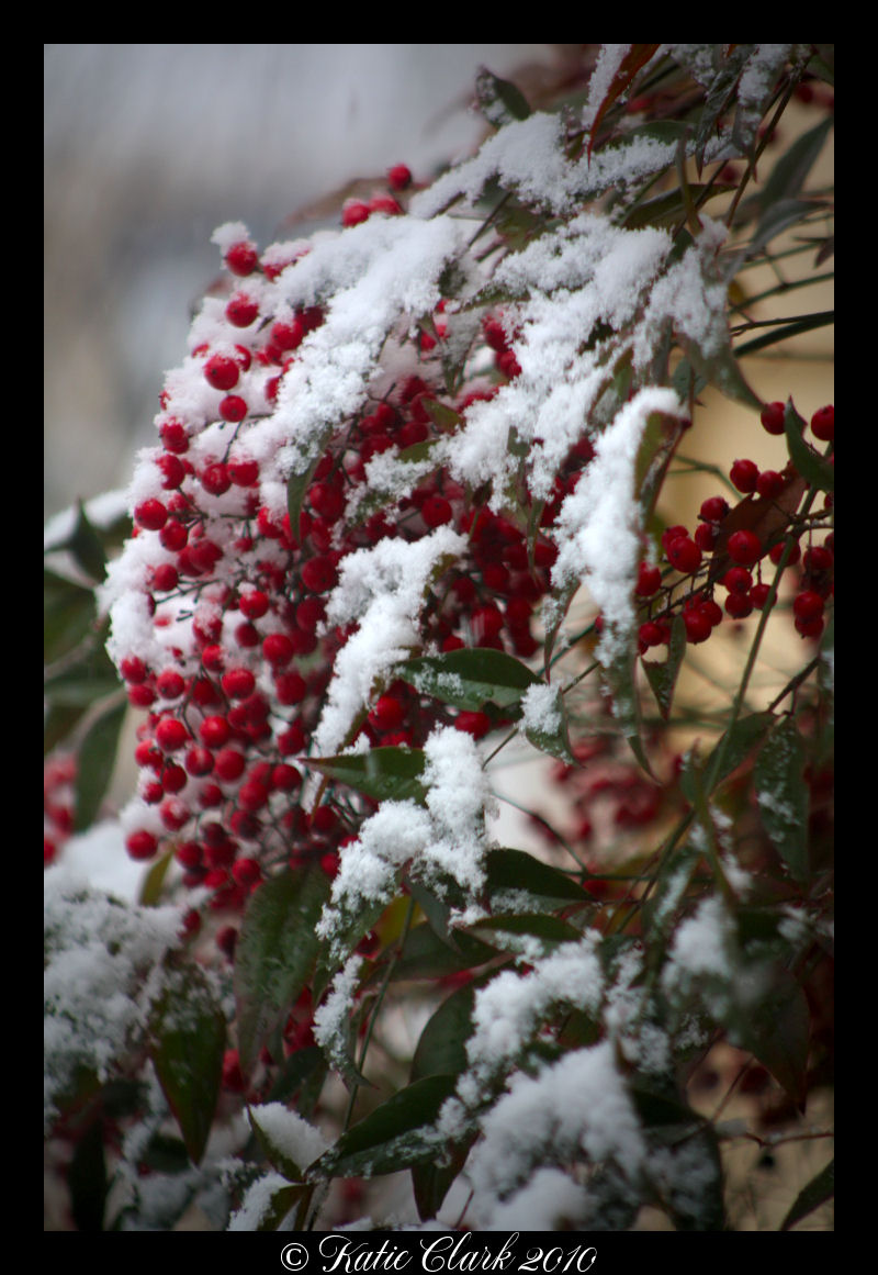 Berries